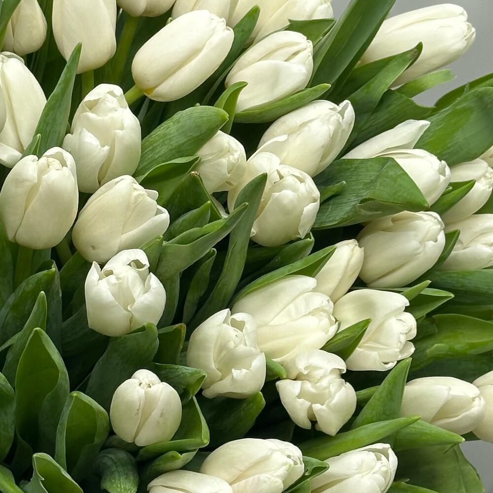 Белые тюльпаны — вид 4