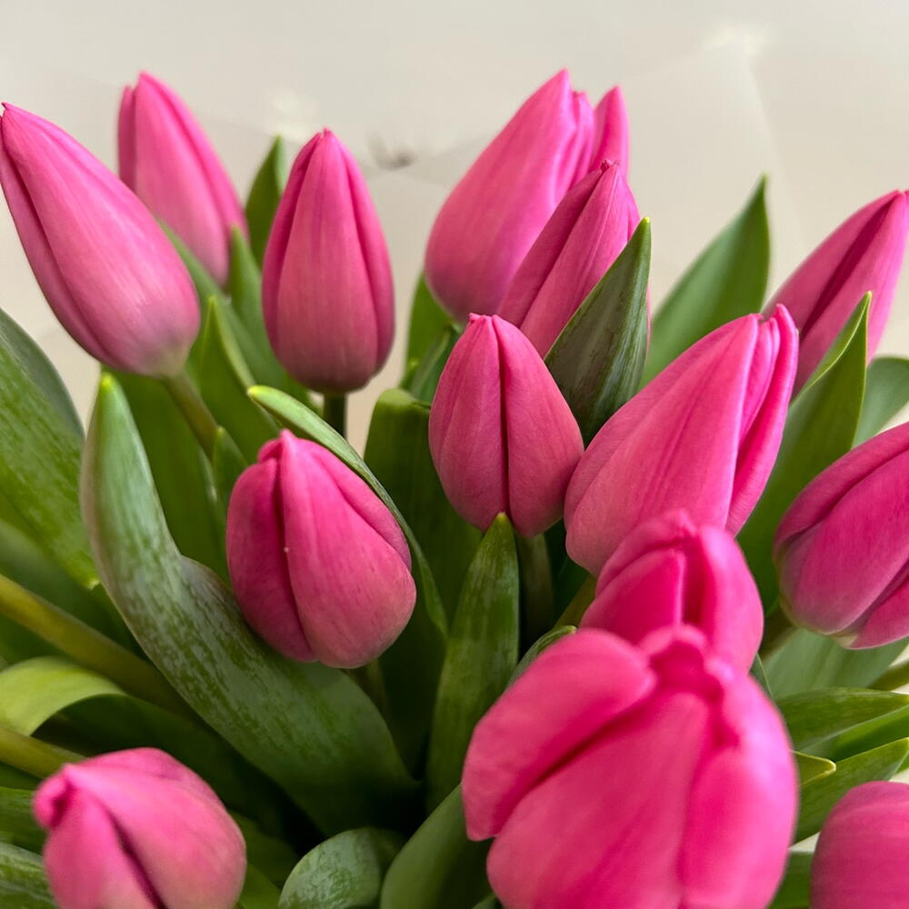 Розовые тюльпаны — вид 5