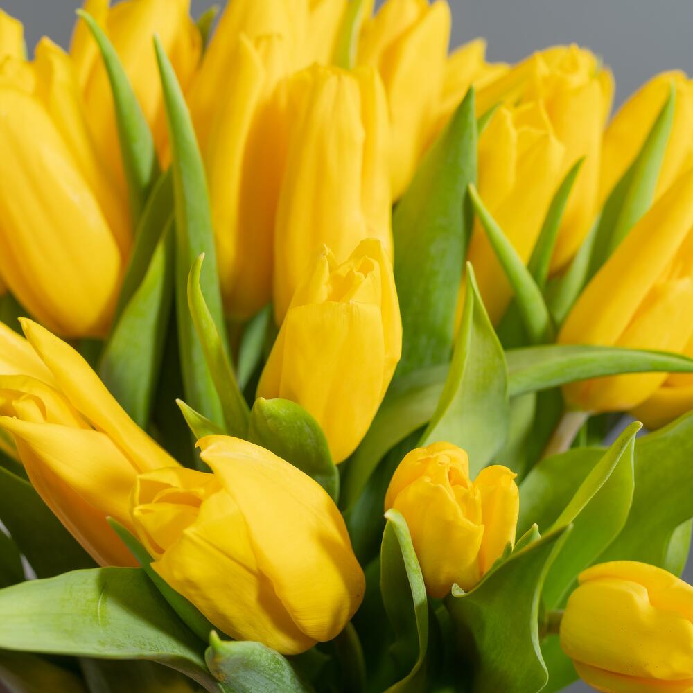 Желтые тюльпаны — вид 4