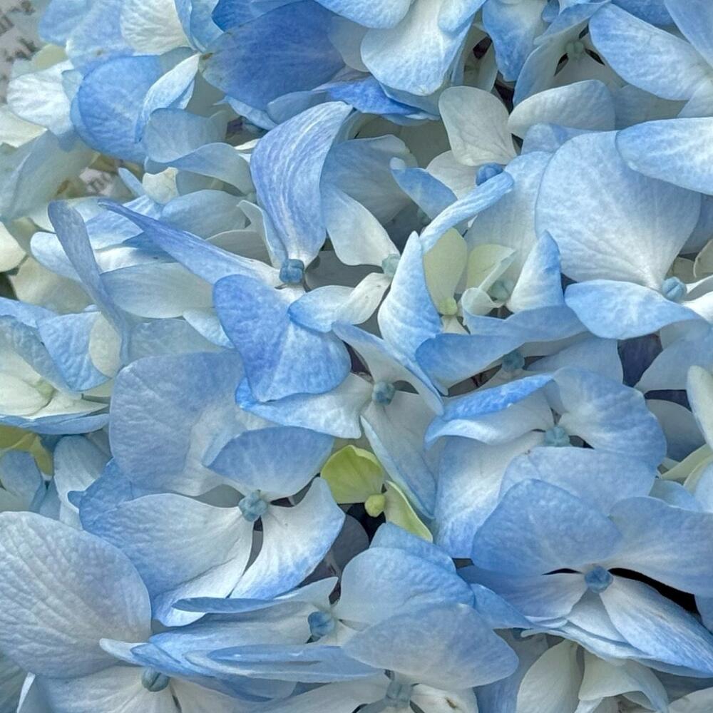 New York — вид 4