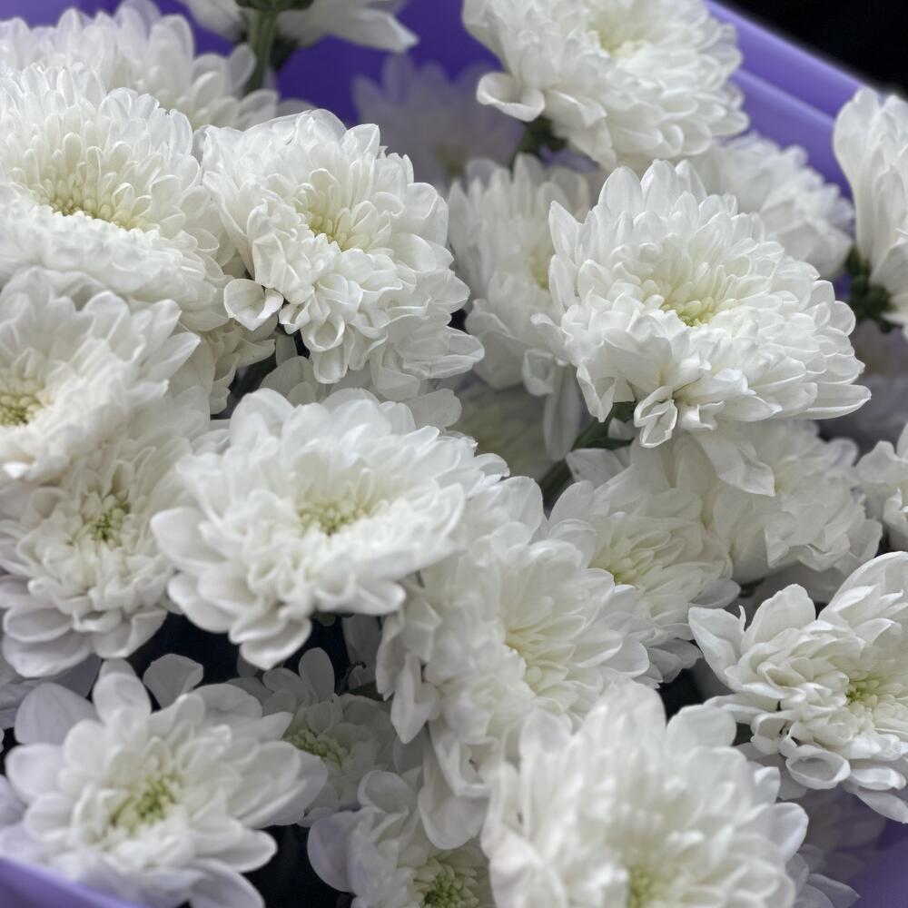 Лаванда в сердце — вид 3