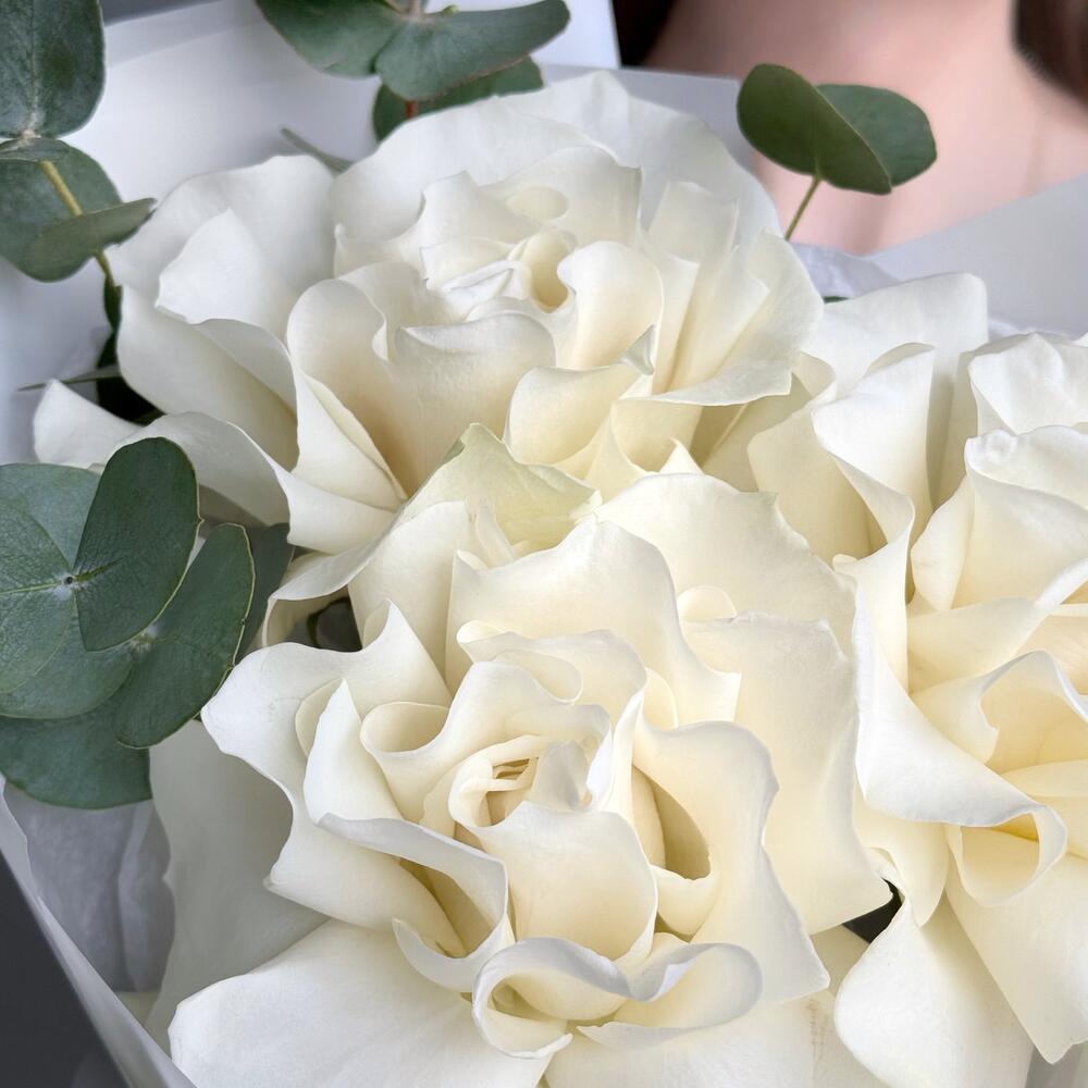 Бонжур — вид 2