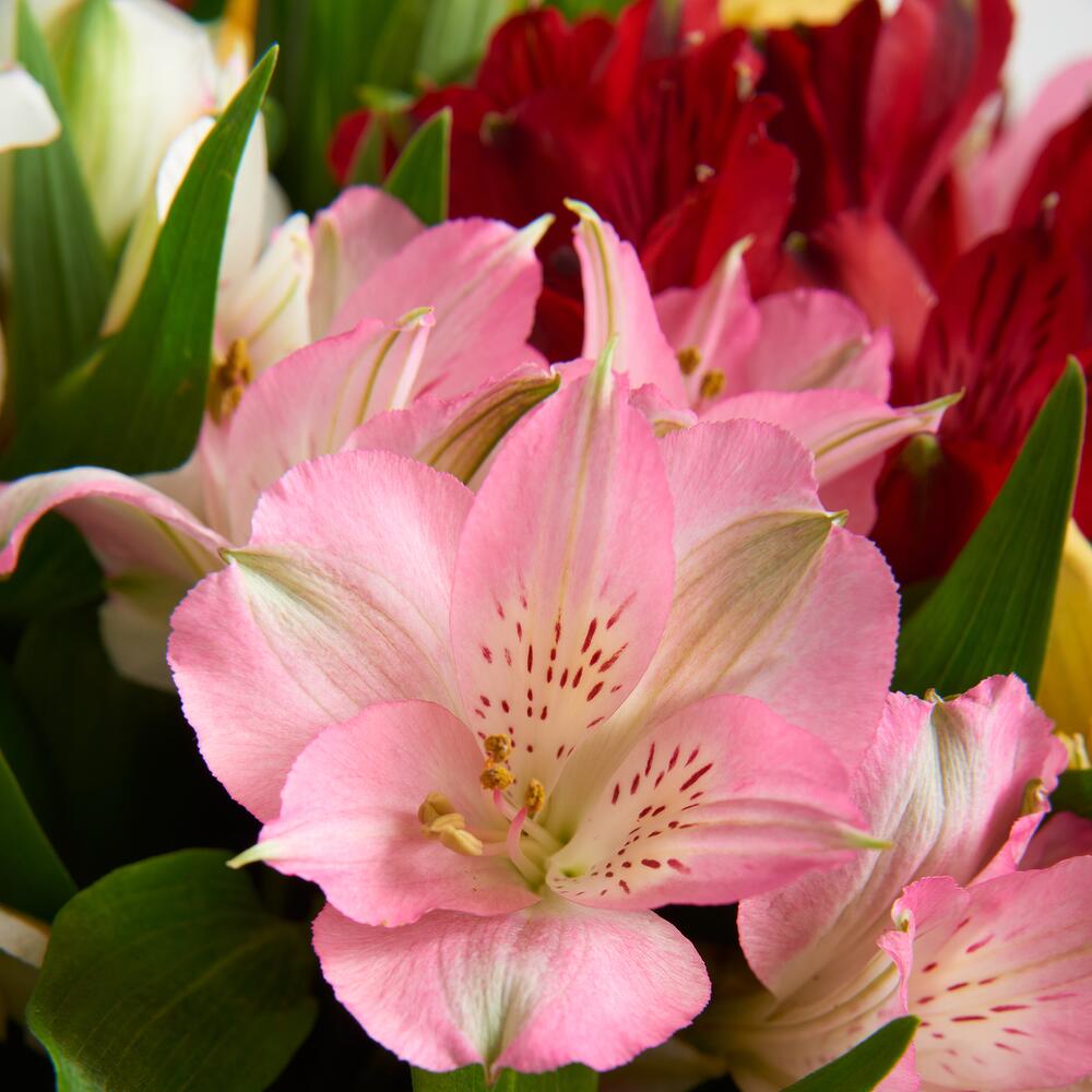 Лунная соната — вид 4